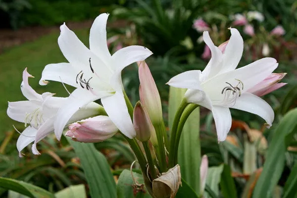 Crinum Wading Pool