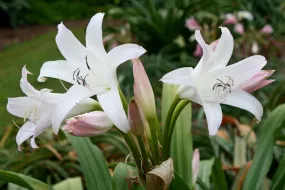 Crinum Wading Pool